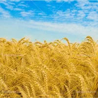 بذر گندم سم زده