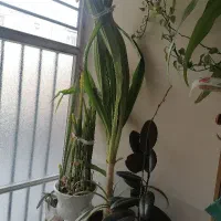 گل برگ موزی