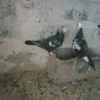 سینه افغان|پرنده|خواف, |دیوار