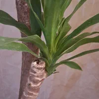 یوکا بزرگ|گل و گیاه طبیعی|ایذه, |دیوار