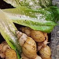 حلزون آچاتینا/حیوان خانگی خاص و بی‌صدا|خزنده|کرمان, |دیوار