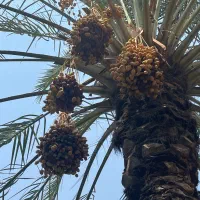 فروش زمین مسکونی متراژ 200متر