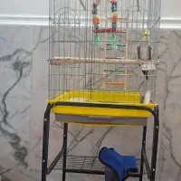 عروس هلندی ماده