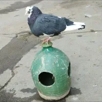 کفتر نر ابلغ باخت رفته