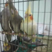 عروس هلندی ۳ جفت|پرنده|کلاچای, |دیوار