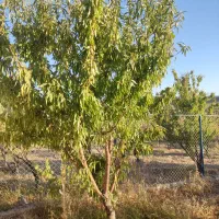 باغ فنس کشی شده|فروش خانه و ویلا|سامان, |دیوار