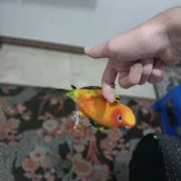 طوطی خورشیدی همراه با قفس|پرنده|شهریار, شهرک امیریه|دیوار