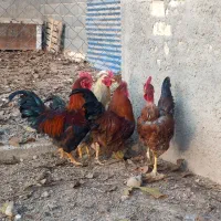 خروس|حیوانات مزرعه|الوند, |دیوار