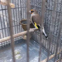 سهره نشون دار|پرنده|تهران, بیسیم|دیوار