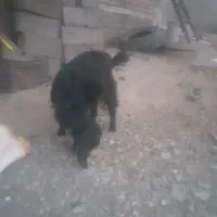 بزغاله|حیوانات مزرعه|خوی, |دیوار