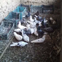 ۲۰تاکبوترمشتی ومافوق پرش