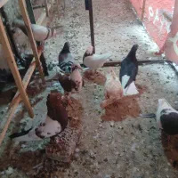 ۱۰ گفتر پرشی