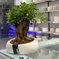 فروش انواع بنسای و گیاه کادویی و هدیه