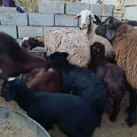 فروش میش و بره دوقلو|حیوانات مزرعه|شاهرود, |دیوار