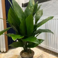 گل اپارتمانی مستقیم از گلخانه