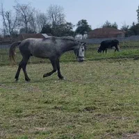 اسب|اسب و تجهیزات اسبسواری|ماسال, |دیوار