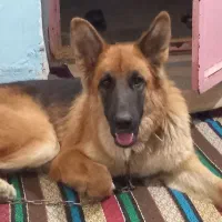 سگ ژرمن|سگ|جیرفت, |دیوار