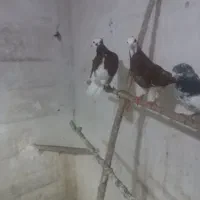 کبوتر‌شازاده‌نر‌وماده‌جوجه‌مهر|پرنده|بروجرد, |دیوار