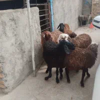 بره ماده ۲۵تا۳۵کیلو