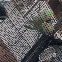 شاه طوطی|پرنده|تبریز, |دیوار