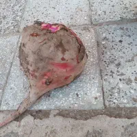 چغندر قند چغندر تنبل|عمدهفروشی|عطاملک, |دیوار