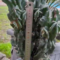 صخره ای|گل و گیاه طبیعی|رشت, حومه رشت|دیوار