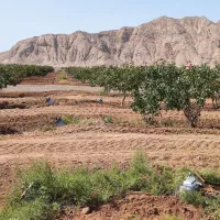 ۲حلقه چاه با ۱۳۵هکتار باغ پسته/فروش به علت مهاجرت/|فروش دفتر صنعتی، کشاورزی، تجاری|مشهد, امام رضا (ع)|دیوار