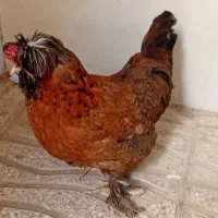 مرغ کاکلی پاپری خوشگل