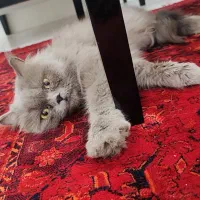 واگذاری گربه