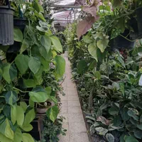 گل و گیاه باغچه ای و آپارتمانی و نهال و شمشاد