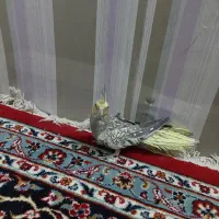 جوجه عروس هلندی دوماه دون خورشده|پرنده|اصفهان, بهرامآباد|دیوار
