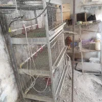 فروش انواع قفس طیور و لونه پرنده