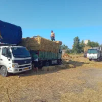 پرس شالی وزن بالا|خدمات باغبانی و درختکاری|ینقاق, |دیوار