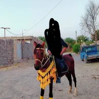 نریون عرب|اسب و تجهیزات اسبسواری|نرماشیر, |دیوار