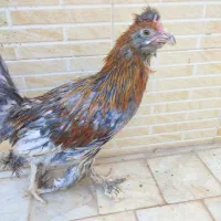 خروس جوان نه ماهه|حیوانات مزرعه|میبد, |دیوار