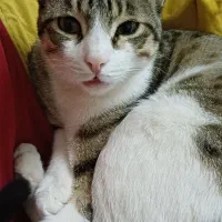 واگذاری گربه خانگی