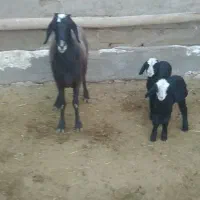 میش دوقلوزا شال|حیوانات مزرعه|اسفرورین, |دیوار