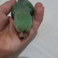 طوطی گمشده|حیوانات|اردبیل, |دیوار