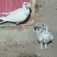 کبوتر