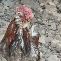 خروس گلین چهل تاج