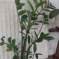 گل زانفولیا سبز و بلک