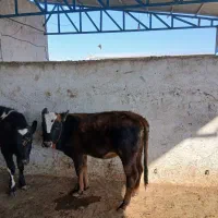 گوساله ماده ونرشیری|حیوانات مزرعه|مشهد, خرم آباد|دیوار