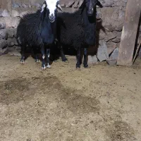 قوچ قره قزل افشار اصیل