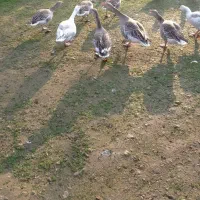 فروشی|حیوانات مزرعه|گوراب زرمیخ, |دیوار