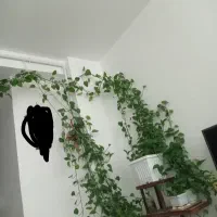 پتوس سانسوریا استند