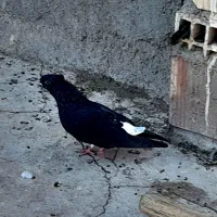 چند عدد کفتر عروسک|پرنده|بم, |دیوار