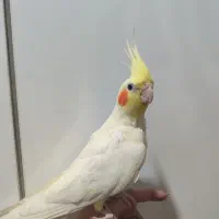 جفت عروس هلندی لوتینو زعفرانی مولد