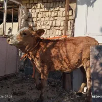 گوساله