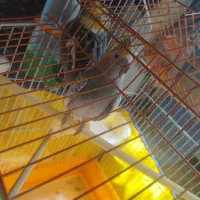 یک جفت عروس هلندی مولد همراه با قفس