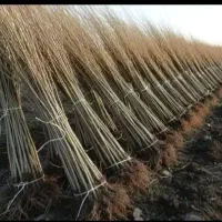 گل رز|عمده‌فروشی|اردبیل, |دیوار